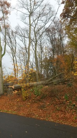 Lichter Wald am Kamelsweg